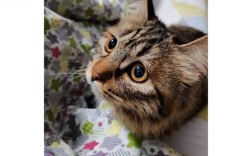 Python PIL thumbnail如何高效缩略图？