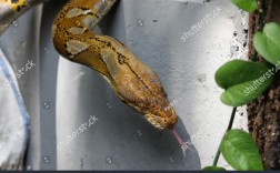 reticulated python
