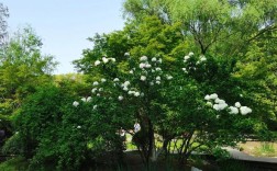 Python中getheaders命令如何使用？