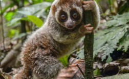 Java中murmurhash如何实现与使用？