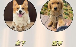 如何有效训练狗狗听话？