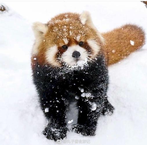 Python paramiko如何实现tail命令实时查看日志?-图2 Python paramiko如何实现tail命令实时查看日志?-图2