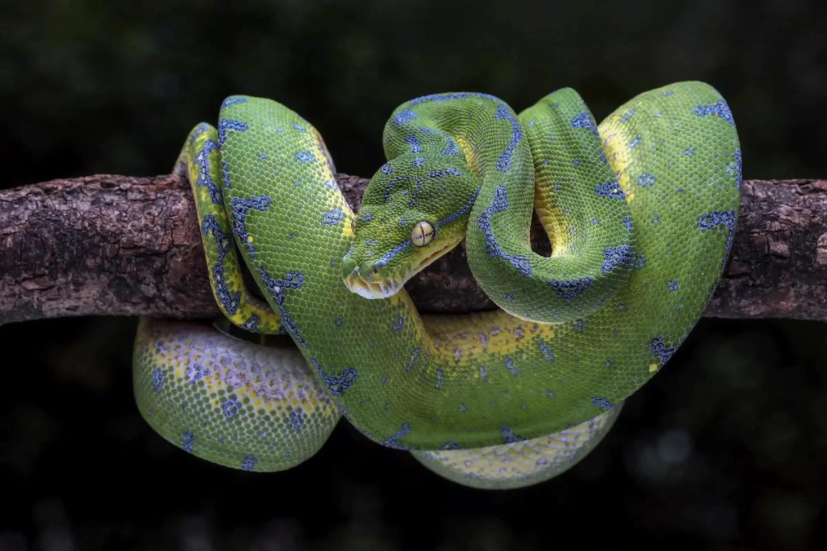 oblique tree python-图1