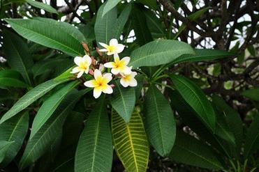 oblique tree python-图2