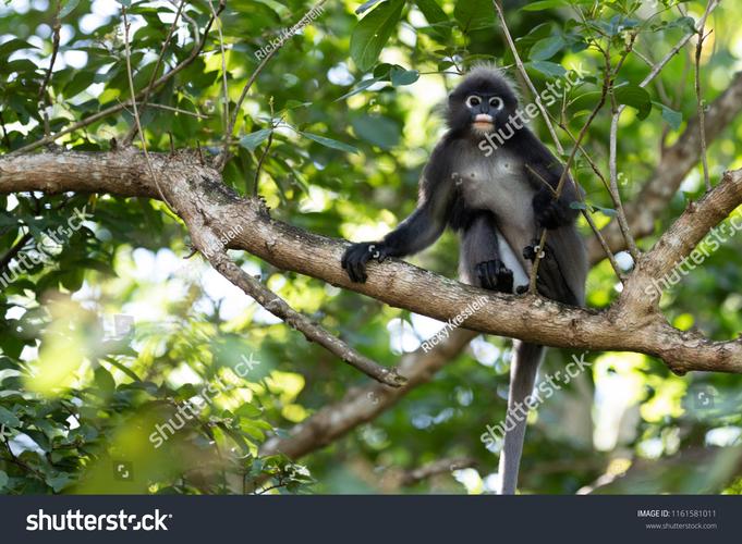 Monkeyrunner怎么用？Python自动化测试工具详解-图2