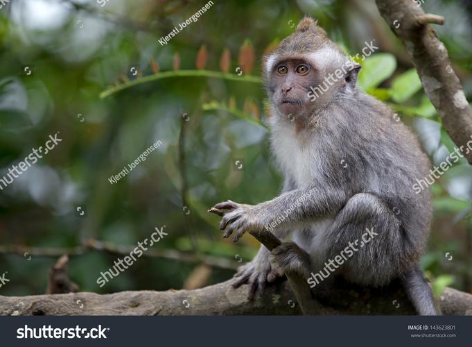 Monkeyrunner怎么用？Python自动化测试工具详解-图3