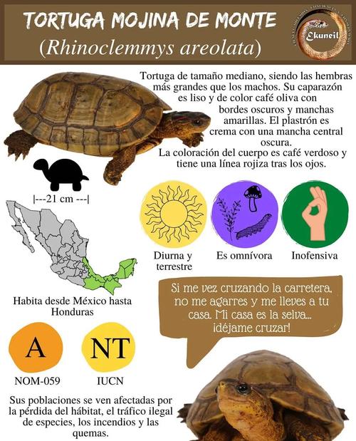 TortoiseSVN教程，新手如何快速上手？-图1