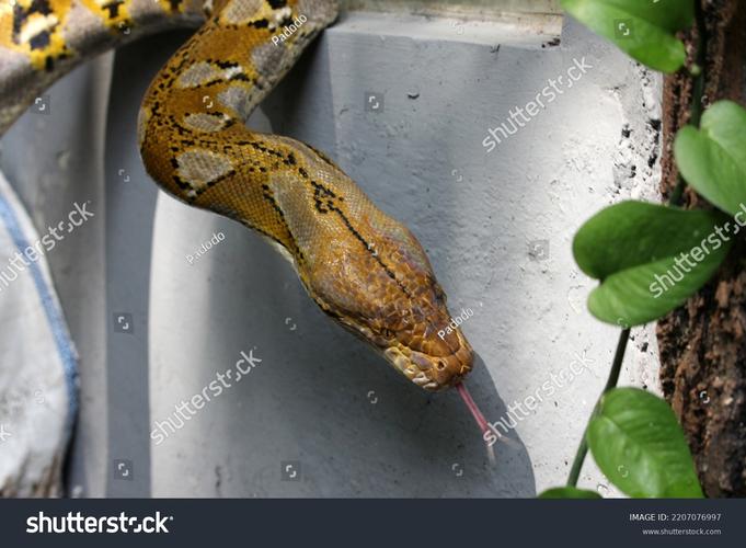 reticulated python-图1