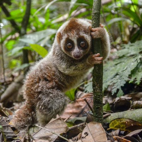 Java中murmurhash如何实现与使用？-图1