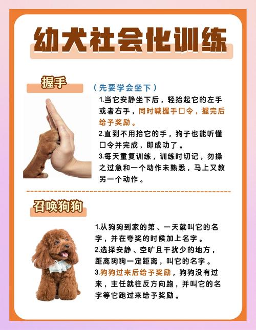 如何有效训练狗狗听话？-图2