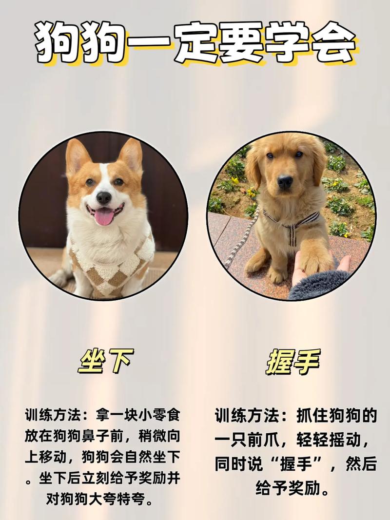 如何有效训练狗狗听话？-图1