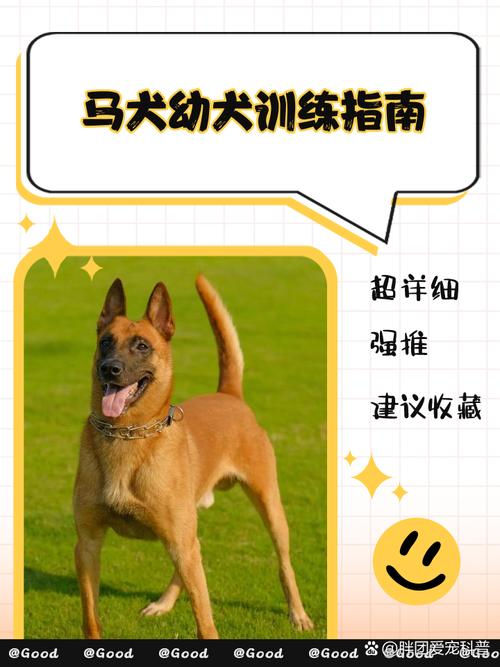 如何有效训练狗狗听话？-图3