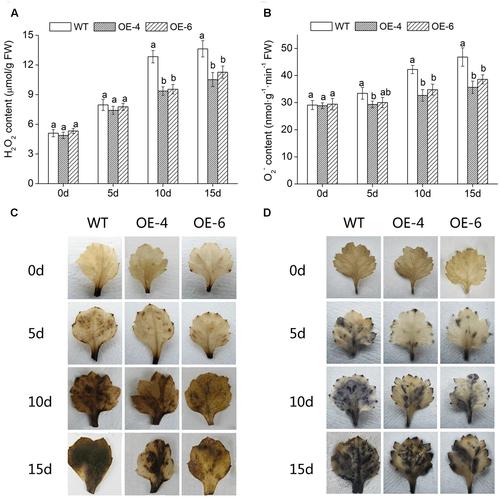 Python SolrClient如何连接与使用？-图2