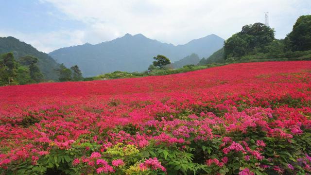 花屏维修